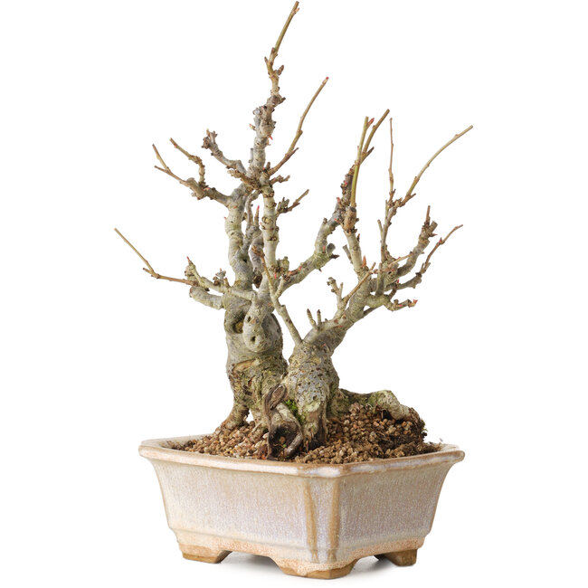 Chaenomeles speciosa Boke, 27 cm, ± 30 jaar oud, met een nebari van 12 cm