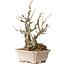 Chaenomeles speciosa Boke, 27 cm, ± 30 ans, avec un nebari de 12 cm