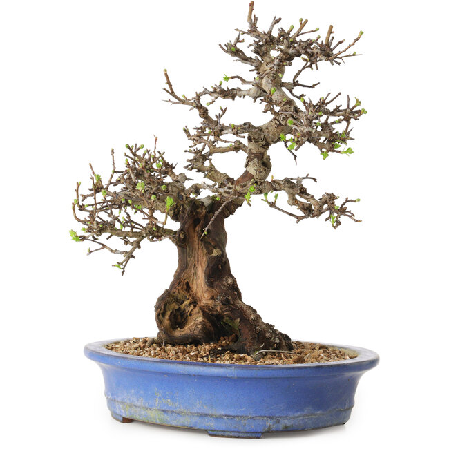 Crataegus cuneata, 28 cm, ± 35 ans, avec un nebari de 14 cm