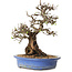 Crataegus cuneata, 28 cm, ± 35 ans, avec un nebari de 14 cm