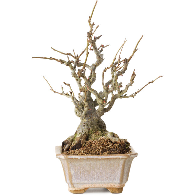 Chaenomeles speciosa Boke, 27 cm, ± 30 ans, avec un nebari de 12 cm