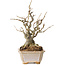 Chaenomeles speciosa Boke, 27 cm, ± 30 ans, avec un nebari de 12 cm