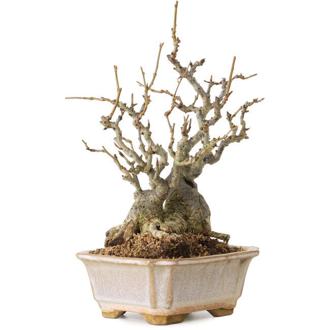 Chaenomeles speciosa Boke, 27 cm, ± 30 ans, avec un nebari de 12 cm