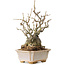 Chaenomeles speciosa Boke, 27 cm, ± 30 ans, avec un nebari de 12 cm