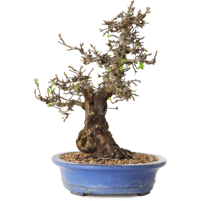 Crataegus cuneata, 28 cm, ± 35 Jahre alt, mit einem Nebari von 14 cm