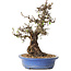Crataegus cuneata, 28 cm, ± 35 ans, avec un nebari de 14 cm