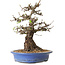 Crataegus cuneata, 28 cm, ± 35 ans, avec un nebari de 14 cm