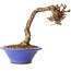Parthenocissus, 16 cm, ± 10 ans