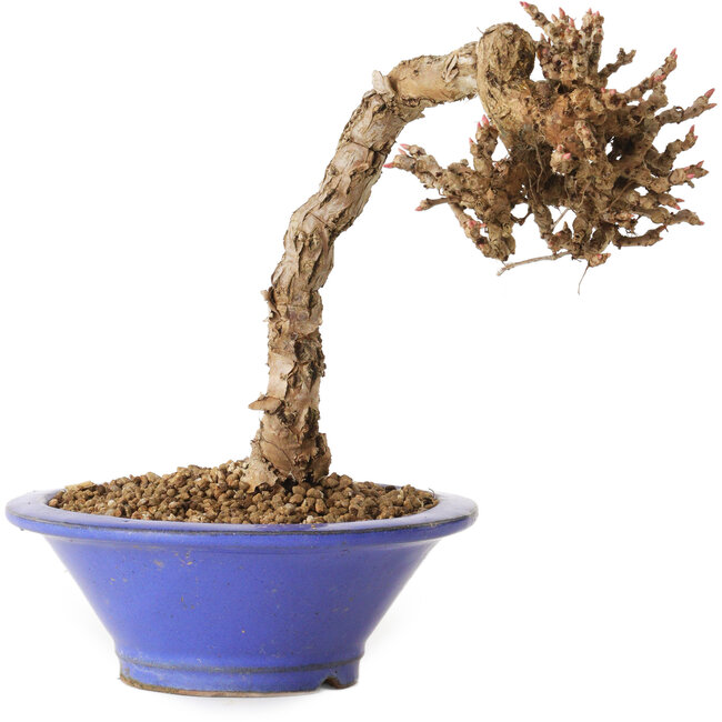 Parthenocissus, 16 cm, ± 10 years old