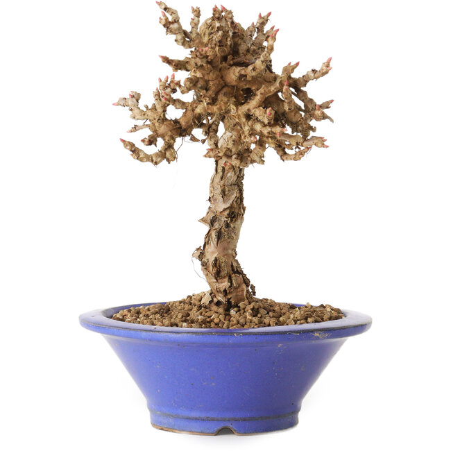 Parthenocissus, 16 cm, ± 10 jaar oud