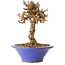 Parthenocissus, 16 cm, ± 10 ans