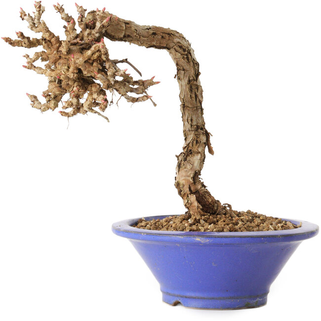 Parthenocissus, 16 cm, ± 10 ans