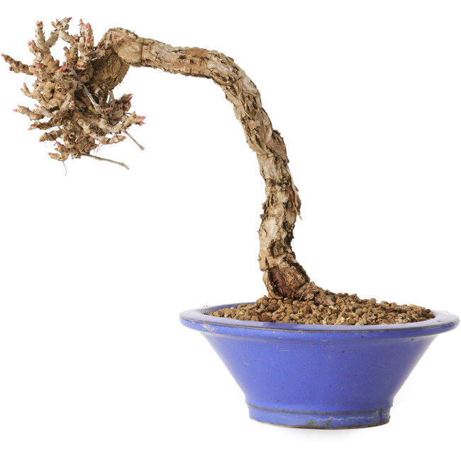 Parthenocissus, 16 cm, ± 10 years old