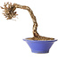 Parthenocissus, 16 cm, ± 10 ans