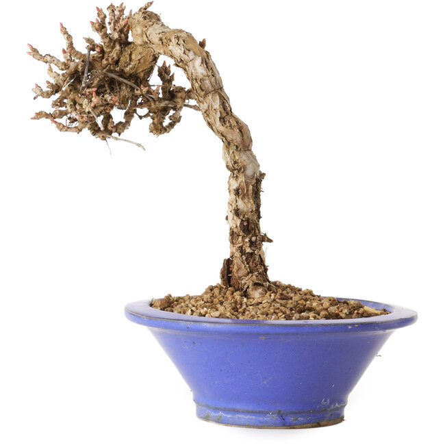 Parthenocissus, 16 cm, ± 10 Jahre alt