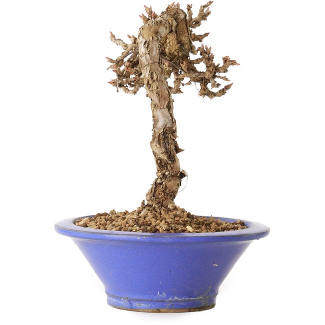 Parthenocissus, 16 cm, ± 10 ans