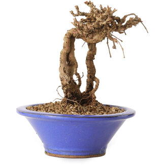 Parthenocissus, 16 cm, ± 10 años de edad