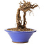 Parthenocissus, 16 cm, ± 10 ans