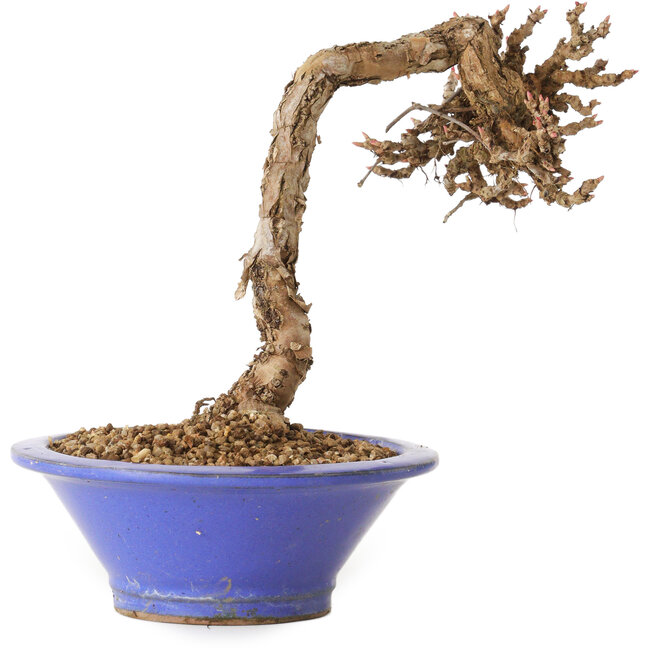 Parthenocissus, 16 cm, ± 10 Jahre alt