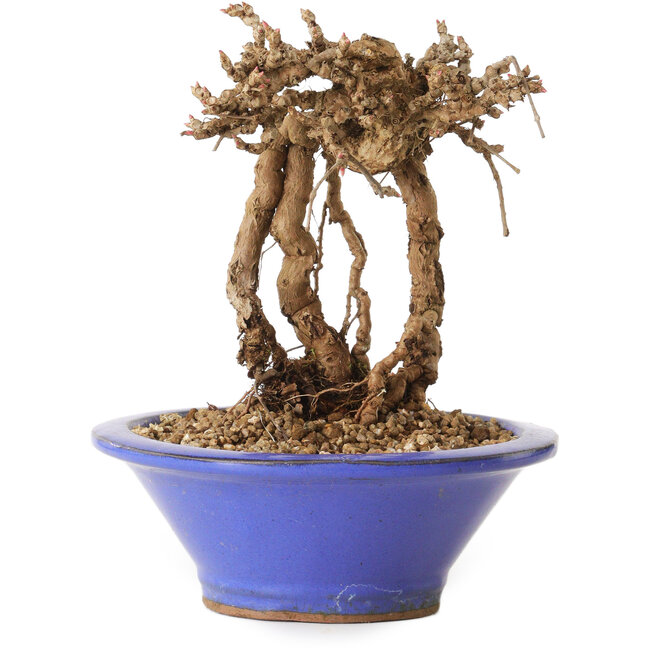 Parthenocissus, 16 cm, ± 10 Jahre alt