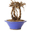 Parthenocissus, 16 cm, ± 10 ans