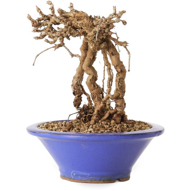 Parthenocissus, 16 cm, ± 10 ans