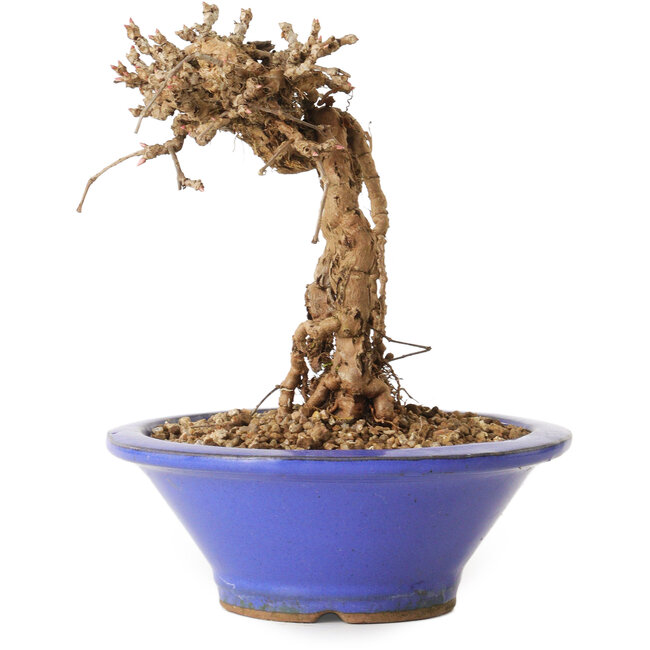 Parthenocissus, 16 cm, ± 10 jaar oud