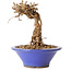 Parthenocissus, 16 cm, ± 10 ans