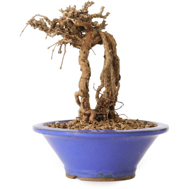 Parthenocissus, 16 cm, ± 10 ans