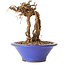 Parthenocissus, 16 cm, ± 10 ans