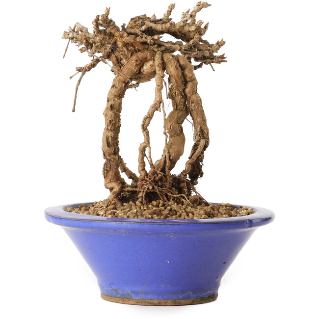 Parthenocissus, 16 cm, ± 10 años de edad