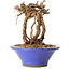 Parthenocissus, 16 cm, ± 10 ans