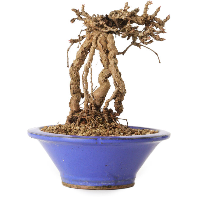 Parthenocissus, 16 cm, ± 10 ans