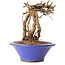 Parthenocissus, 16 cm, ± 10 ans