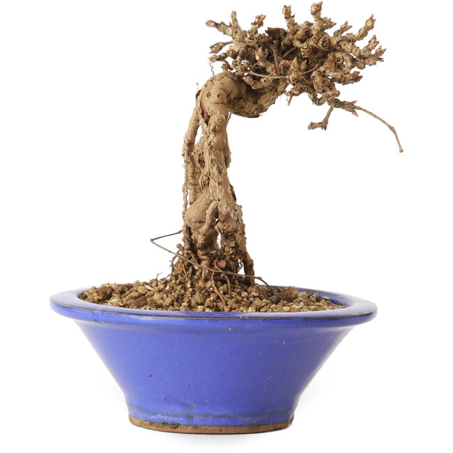 Parthenocissus, 16 cm, ± 10 jaar oud