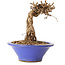 Parthenocissus, 16 cm, ± 10 ans