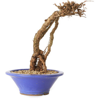 Parthenocissus, 16 cm, ± 10 years old