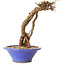 Parthenocissus, 16 cm, ± 10 ans
