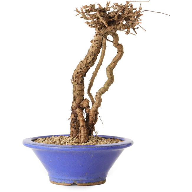 Parthenocissus, 16 cm, ± 10 Jahre alt