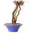 Parthenocissus, 16 cm, ± 10 ans