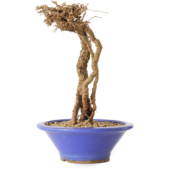 Partenocisso, 16 cm, ± 10 anni di età