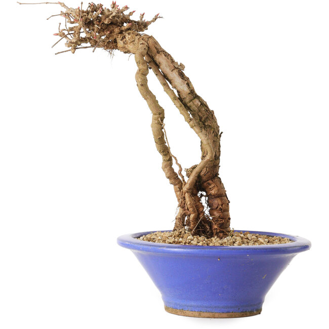 Parthenocissus, 16 cm, ± 10 Jahre alt