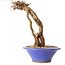 Parthenocissus, 16 cm, ± 10 ans
