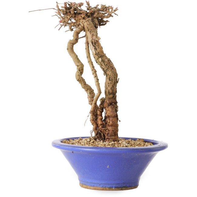 Parthenocissus, 16 cm, ± 10 ans