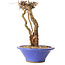Parthenocissus, 16 cm, ± 10 ans