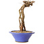 Parthenocissus, 16 cm, ± 10 ans
