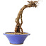Parthenocissus, 16 cm, ± 10 ans