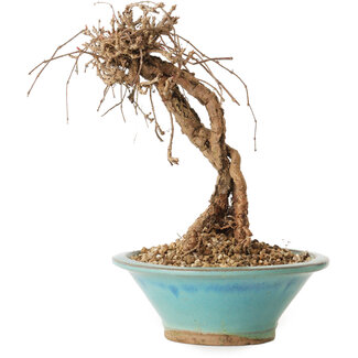 Parthenocissus, 16 cm, ± 10 Jahre alt