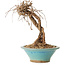 Parthenocissus, 16 cm, ± 10 ans