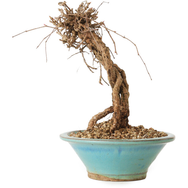 Partenocisso, 16 cm, ± 10 anni di età